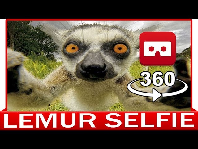 360° VR VIDEO - LEMUR 
- DISCOVERY ANIMAL & NATURE 