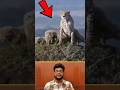 குட்டிக்காக சாக 🥺 கூட தயாராக இருக்கும் சிறுத்தை cheeta vs impala #tamilshorts