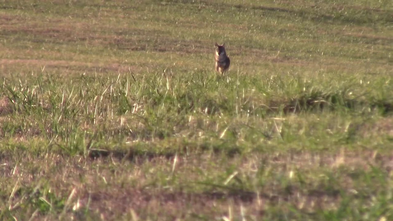 TN coyote hunt turns into buck hunt! YouTube