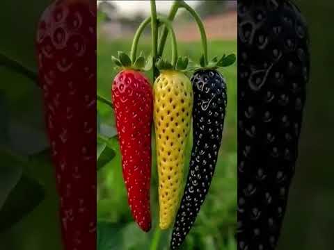 رب المشرقین ربالمغربین     