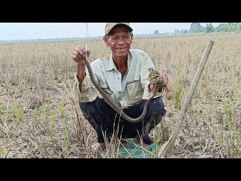 Video Bắt ếch kêu trên đồng mũi dụi sóc lá & có biệt danh là... - youtube