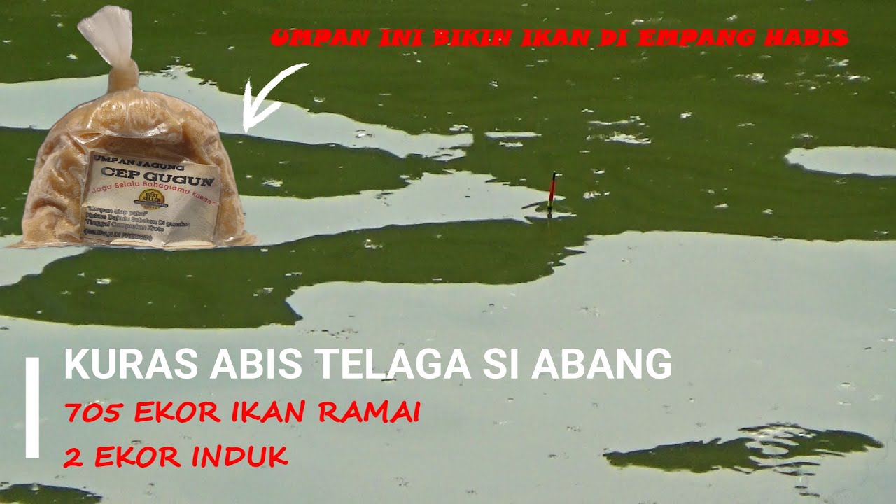 IKAN DI TELAGA SI ABANG DI KURAS CEP GUGUN | 705 EKOR IKAN LANDED DI KOJA