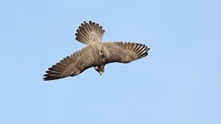 Peregrine Falcon Fitness Training