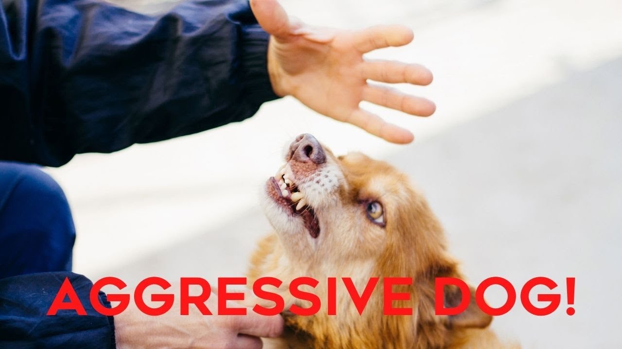 Stopping Your Dog's Aggression Towards People