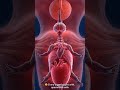 How a Baby Forms From One Cell 👶🧬 | The Incredible Journey of Human Development