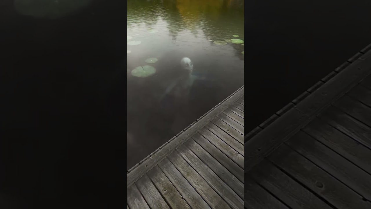 Кто такой Подводный Гуманоид 