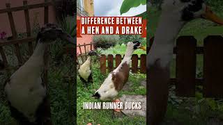 Drake vs. Hen: Key Differences in Indian Runner Ducks