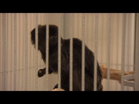 Video: Monyet Ditemui Setelah Dicuri Dari Zoo Palm Beach