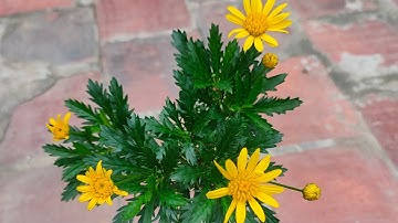 Hoa cúc Thân gỗ hay Cúc Trường Thọ #caygiongcucthango #cucthango #cuctruongtho 📲 0374886977