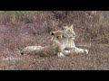Bonding moment between lioness and her three subadult cubs