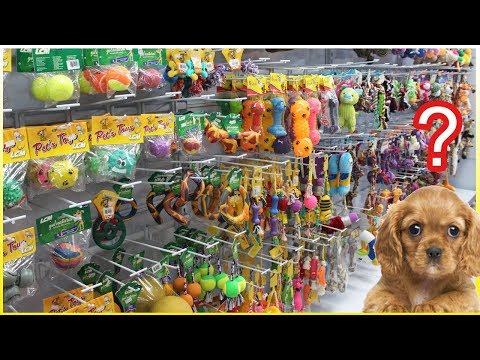 Vídeo: Brinquedos De Dentição Para Cachorros: Escolha Os Melhores Brinquedos De Mastigar Para Cachorros