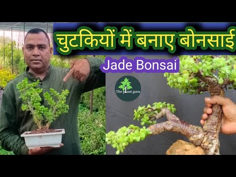 चुटकियों में बनाए बोनसाई || How To Make Jade Plant Bonsai || Unique Tips And Idias ||