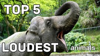 Top 5 Loudest Animals in the World!