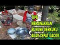 TIPS MENJINAKKAN BURUNG DERKUKU AGAR CEPAT GACOR