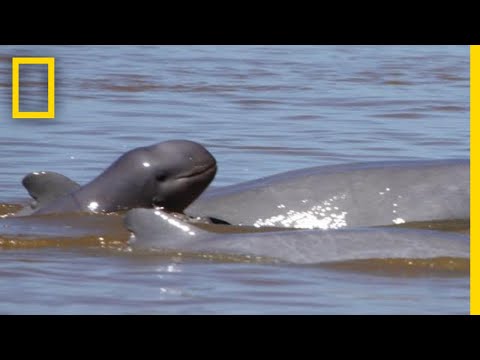 Video: Irrawaddy dolphin. Description of the endangered species