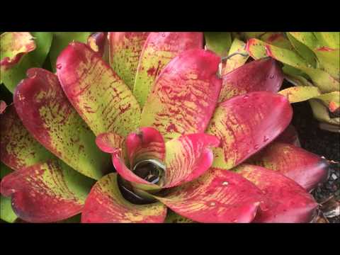 Video: Cây Thuộc Họ Bromeliad