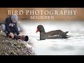 Bird photography  water birds moorhen nikon z6ii