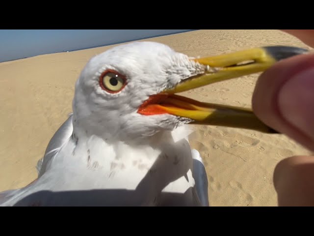 Caught Seagull with bare hands class=