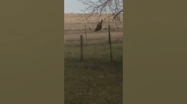 The raccoon does what he wants