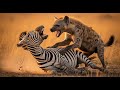 “Hyenas vs Zebras — The Battle for Survival in the African Savannah