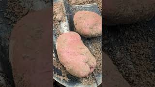 Белое золото Брянщины: как делают картофельный крахмал