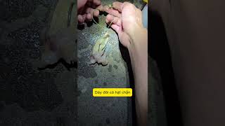 “Mồi cá ‘bốc mùi’ này ném xuống là cá kéo tới liền” #cauca #moiCauCa #xuhuong #viralvideo #cancau