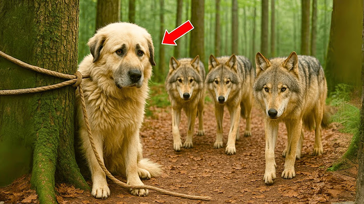 O HAITĂ DE LUPI GĂSEȘTE UN CÂINE CIOBĂNESC ROMÂNESC ÎN PĂDURE… CE URMEAZĂ ȘOCHEAZĂ PE TOATĂ LUMEA
