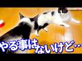 【ねこ動画】ねこ「やる事はないけど……」