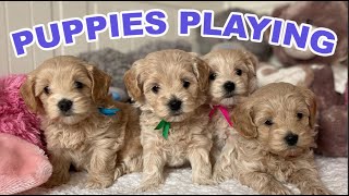 Cute Puppies Playing and Running  | 8-Week Maltipoo Puppy by Kai the Maltipoo 3,986 views 2 years ago 2 minutes, 15 seconds