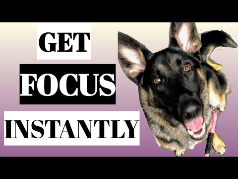 Video: Ask A Dog Trainer: 6 Clever Uses For Your Dog's Hand Touch Cue