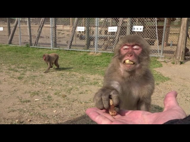 お猿さんはピーナッツが大好き。サルのエサやり。 - YouTube