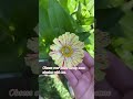 Obsess over these zinnias with me