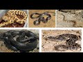 THE MOST VENOMOUS SNAKES IN PAKISTAN | Very Dangerous