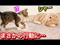 初対面で先住猫にキレられた子猫が見せた意外すぎる行動がこちら