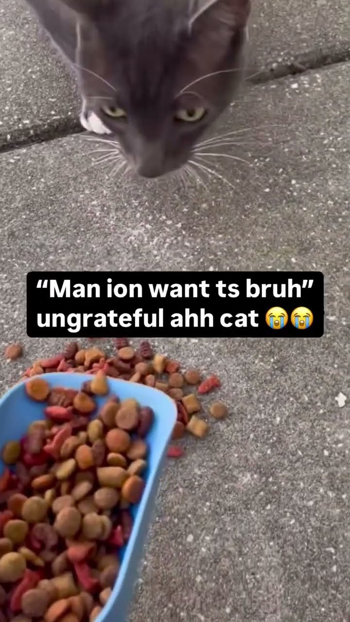Kittyo like do you really think I want this food hooman no play prvnci