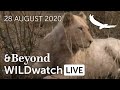 WILDwatch Live | 28 August, 2020 | Afternoon Safari |