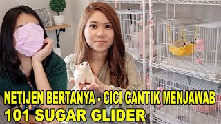 NETIJEN BERTANYA CICI CANTIK MENJAWAB - 101 SUGAR GLIDER