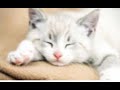 Lagu kucing tidur