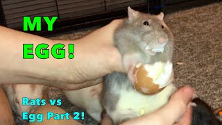 Rats vs Boiled Egg Part 2  Chill Out Bean!