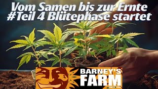 Barneys Farm 4.Teil Anfang der Blütephase