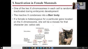 AP Biology Chapter 12: The Chromosomal Basis of Inheritance