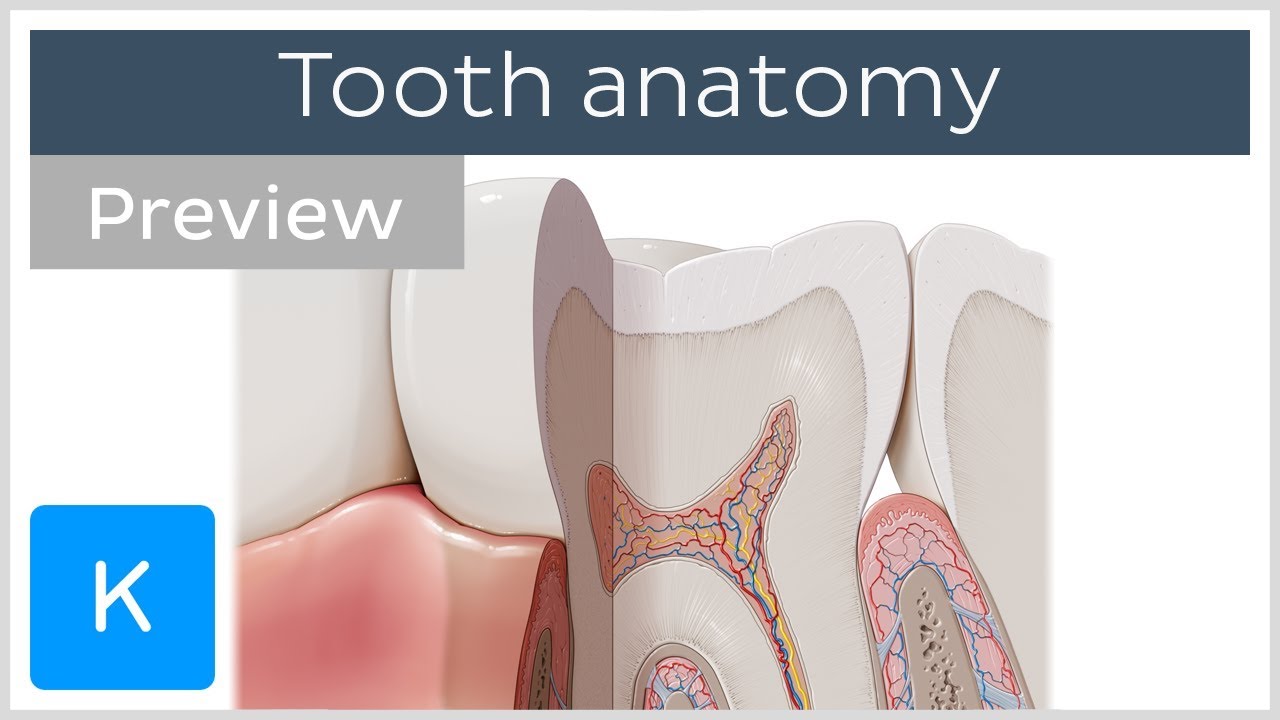 Anatomy and Structures of the Tooth (preview) Human Anatomy Kenhub