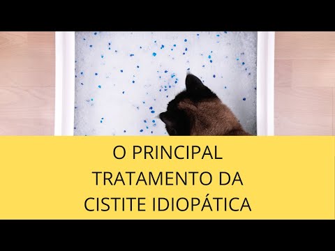 Vídeo: Tratamento Da Cistite Idiopática Felina (FIC)