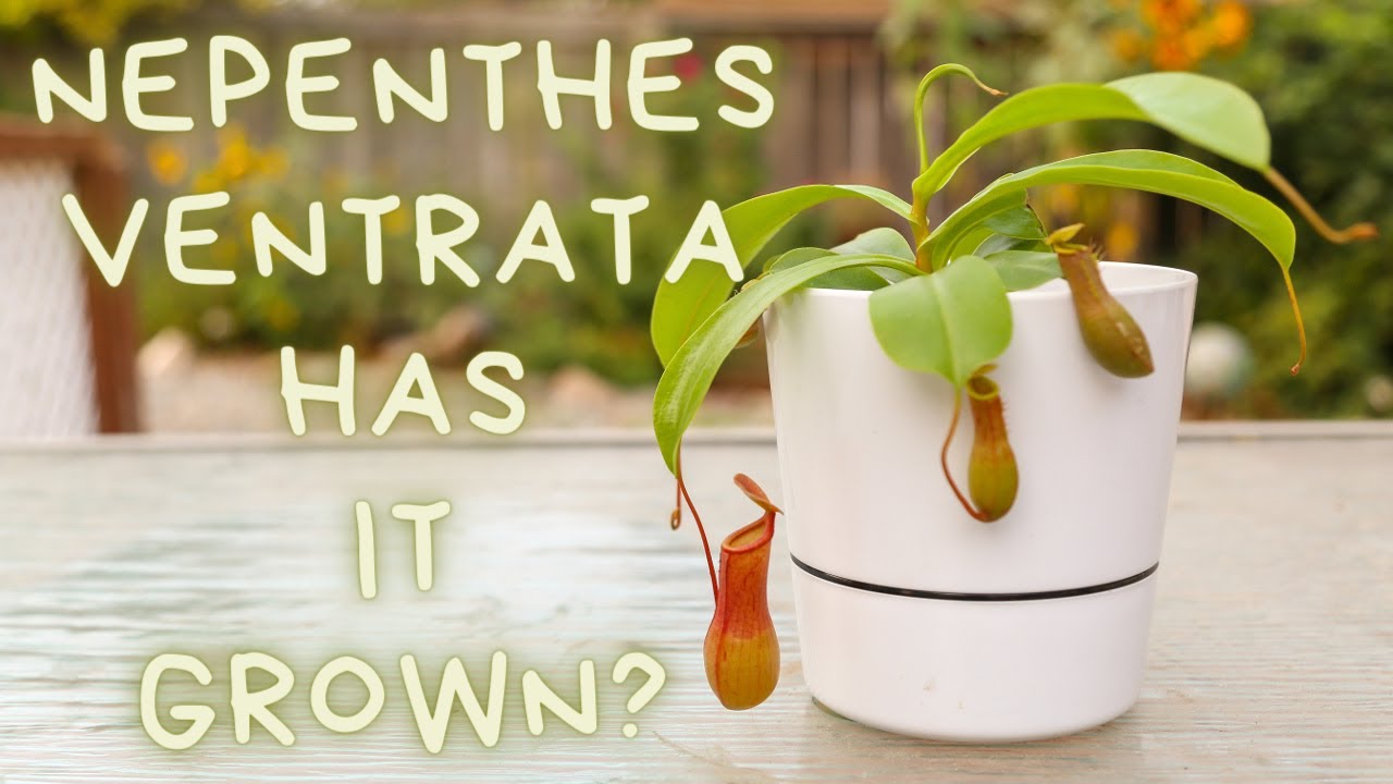 Nepenthes Ventrata 60 Day Update Nepenthes Pitcher Plant Soil Mix