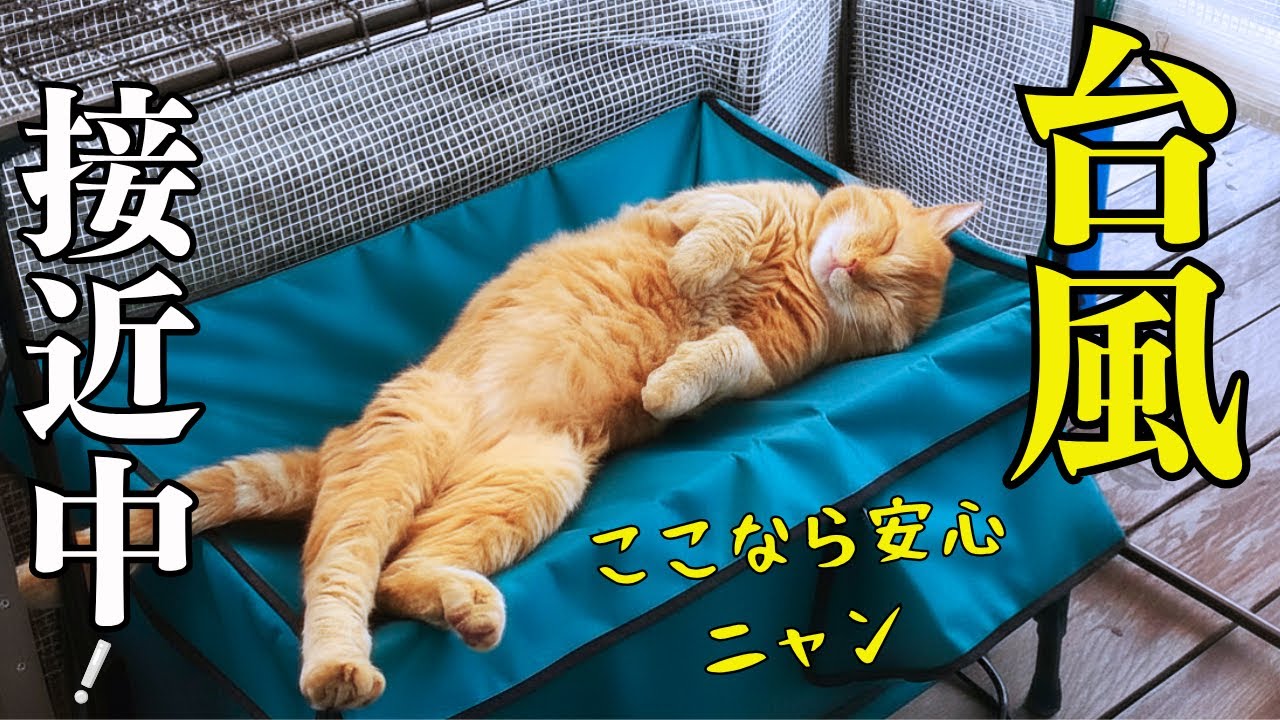 This stray cat is sleeping soundly through the heavy rain【Stray