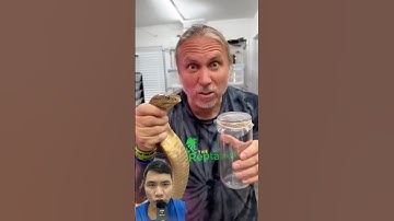 Nọc độc của rắn hổ mang chúa có màu gì #snake