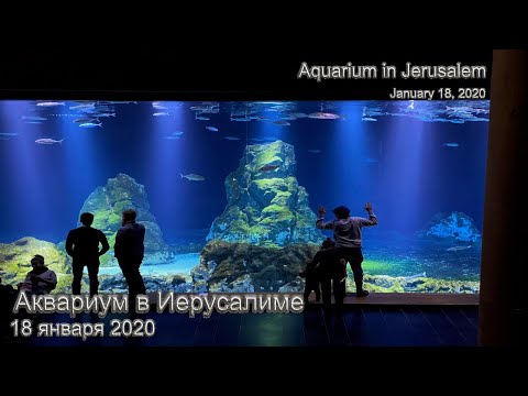 Видео: Ръководство за посетители на аквариума в залива Монтерей