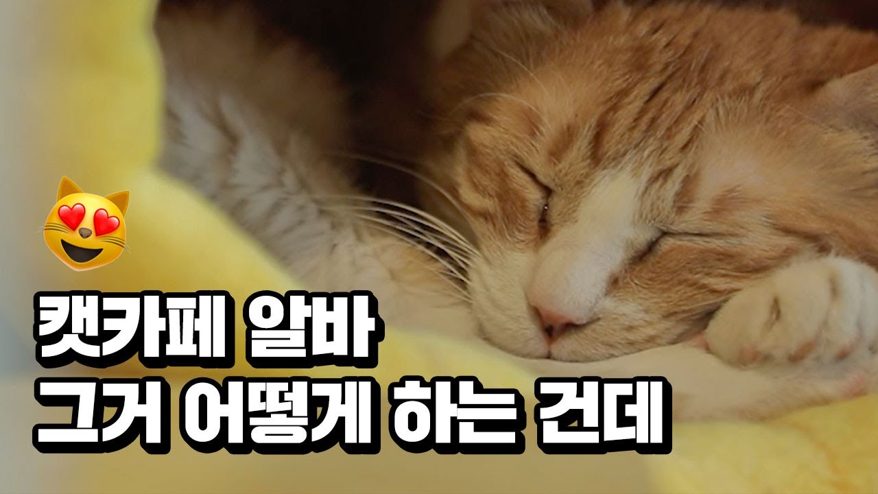 [어떡케어 EP. 3-1] 캣카페는 어떡케어? | 초보 알바생과 40마리 야옹이 | #개묘한집사생활 #일일캣카페알바