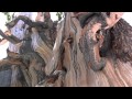 Bristlecone Pine Tree Ranger Minute