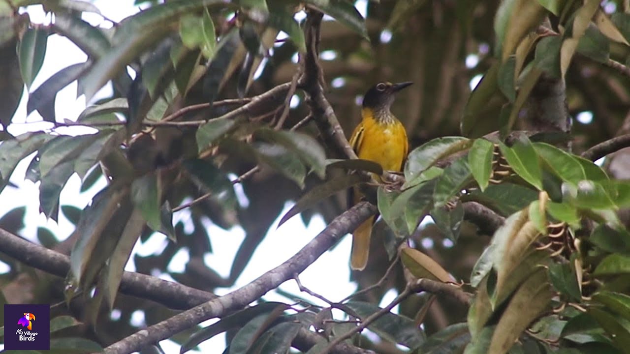 Captivating Behavior of Immature Black-hooded Oriole | Birdwatching Delight | Oriolus xanthornus